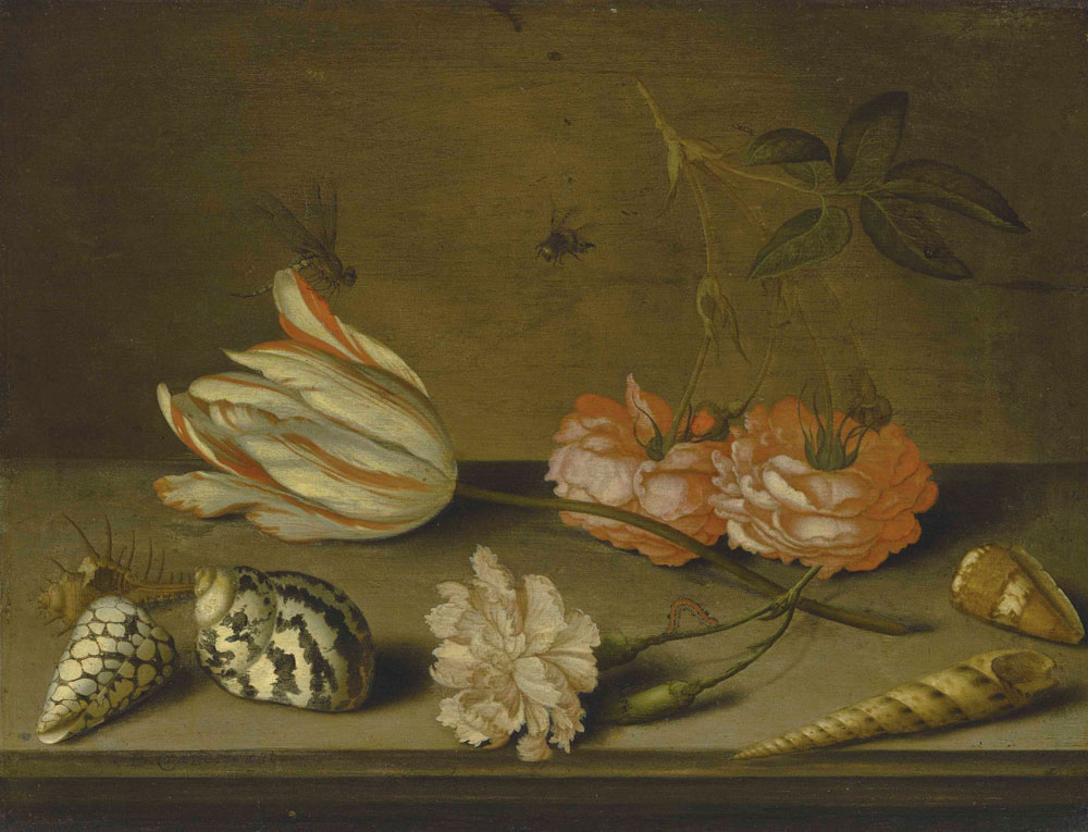 Balthasar van der Ast - A Semper Augustus tulip, a carnation and roses, with shells and insects, on a ledge