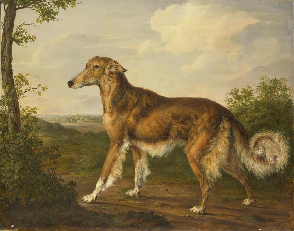 Jan Dasveldt - Siberian Greyhound