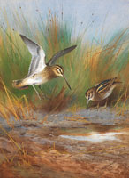 Archibald Thorburn Common Snipe and Jack Snipe watering