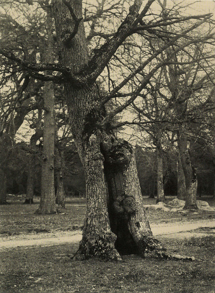 Constant Alexandre Famin - Tree Trunk in the Forest near Barbizon