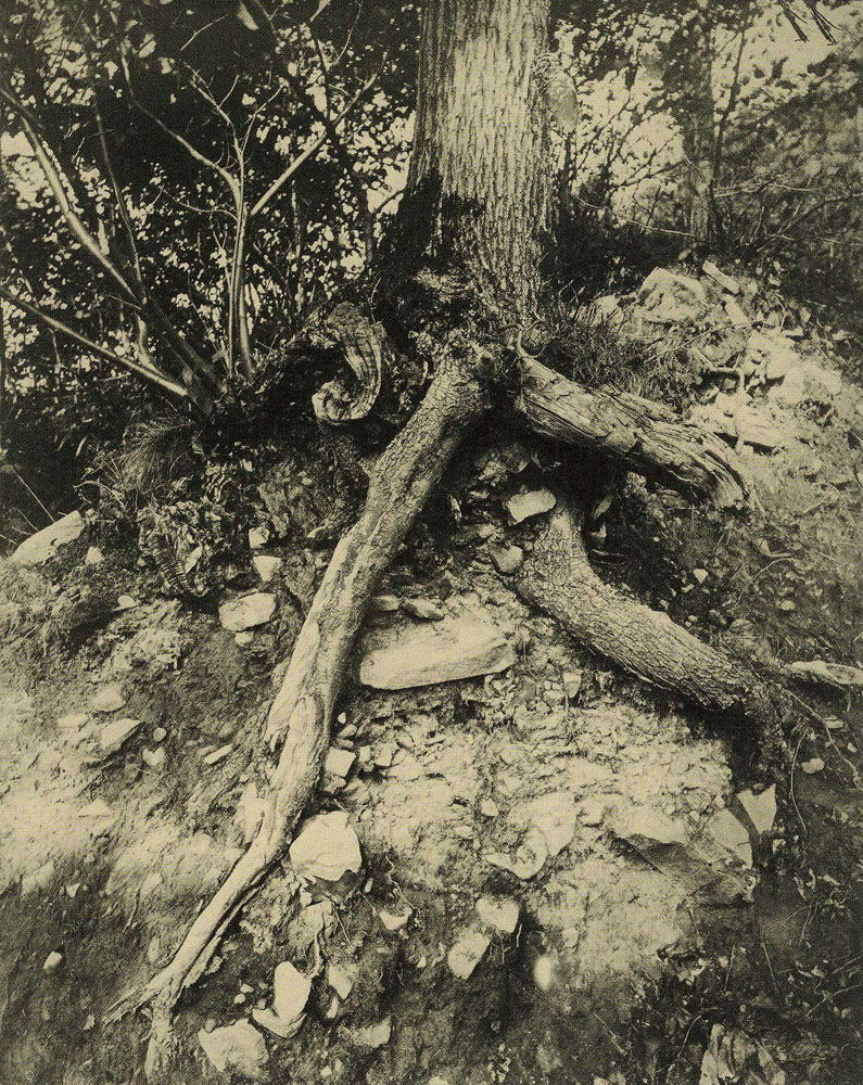 Ernest Ziegler - Roots