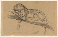 John Macallan Swan Study of a Leopard Lying on a Branch