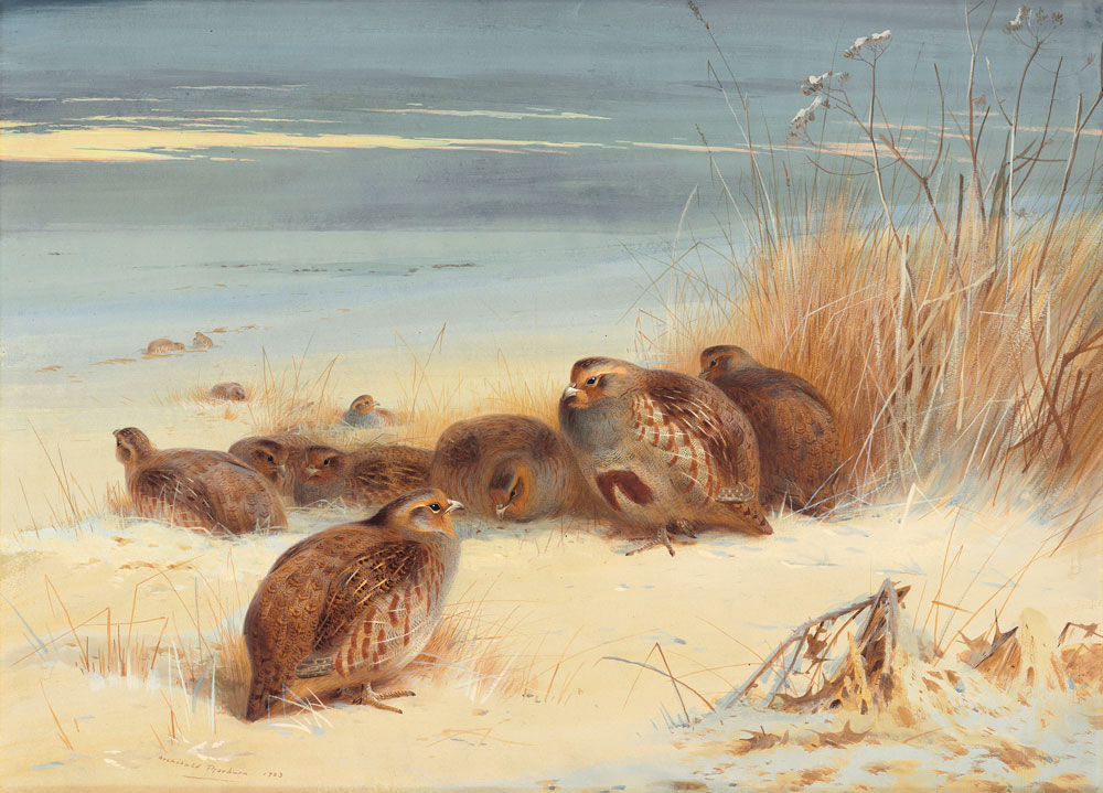 Archibald Thorburn - Partridge on a frosty morning  