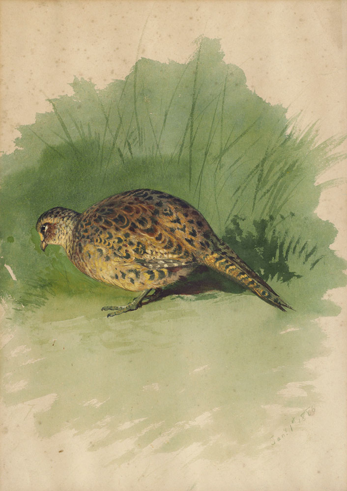 Archibald Thorburn - Study of a hen pheasant  