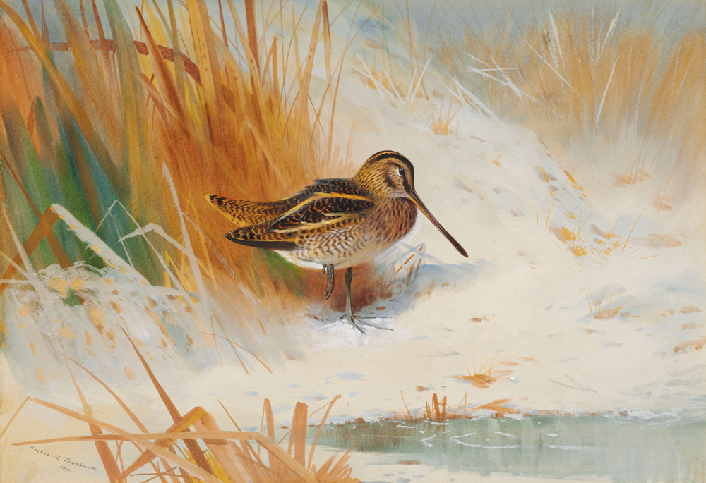 Archibald Thorburn - Snipe in the rushes  