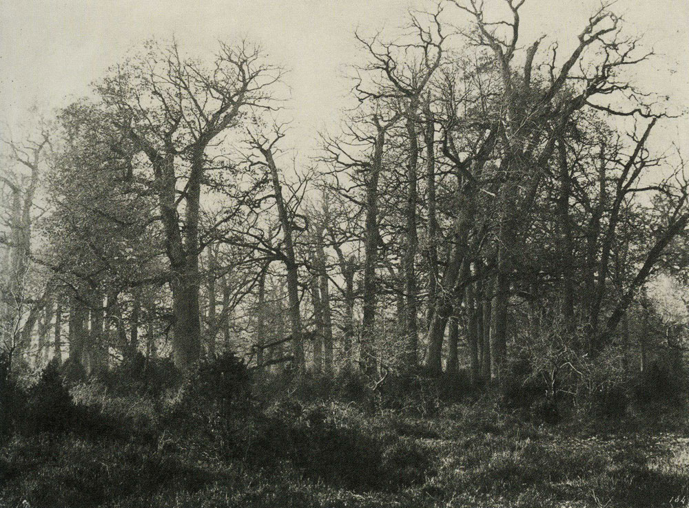 Eugène Cuvelier - Forest Scene near the Carrefour de l'Epine