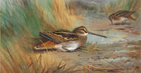 Archibald Thorburn A pair of snipe