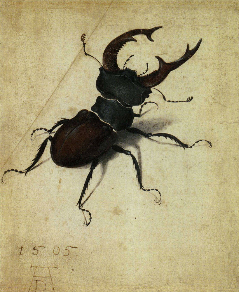 Albrecht Dürer - Stag Beetle