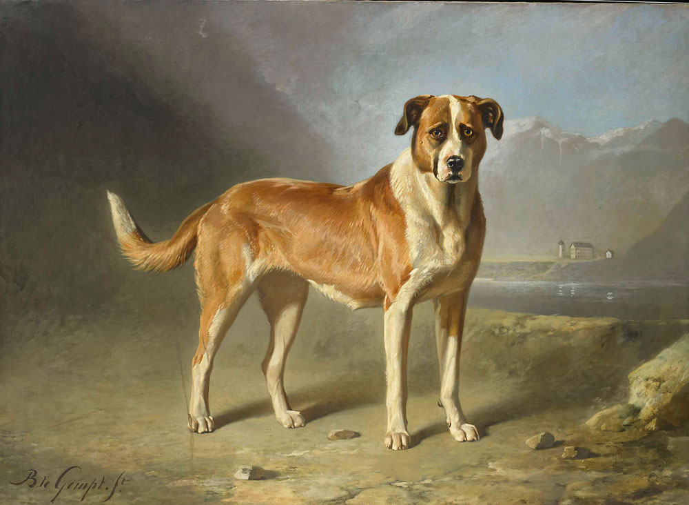 Bernard te Gempt - A St Bernard Dog