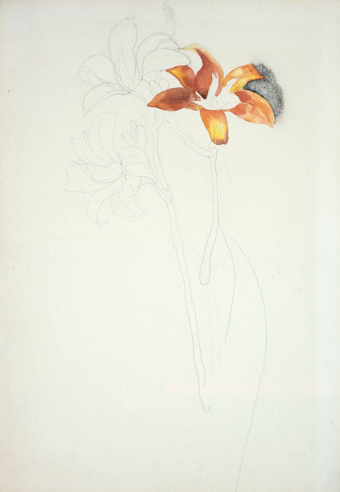 Charles Demuth - Three Lilies  