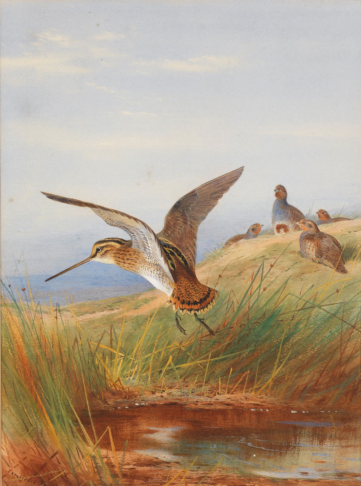 Archibald Thorburn - Common Snipe and Grey-Legged Partridge