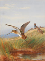 Archibald Thorburn Common Snipe and Grey-Legged Partridge