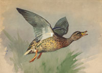 Archibald Thorburn Study of a mallard in flight  