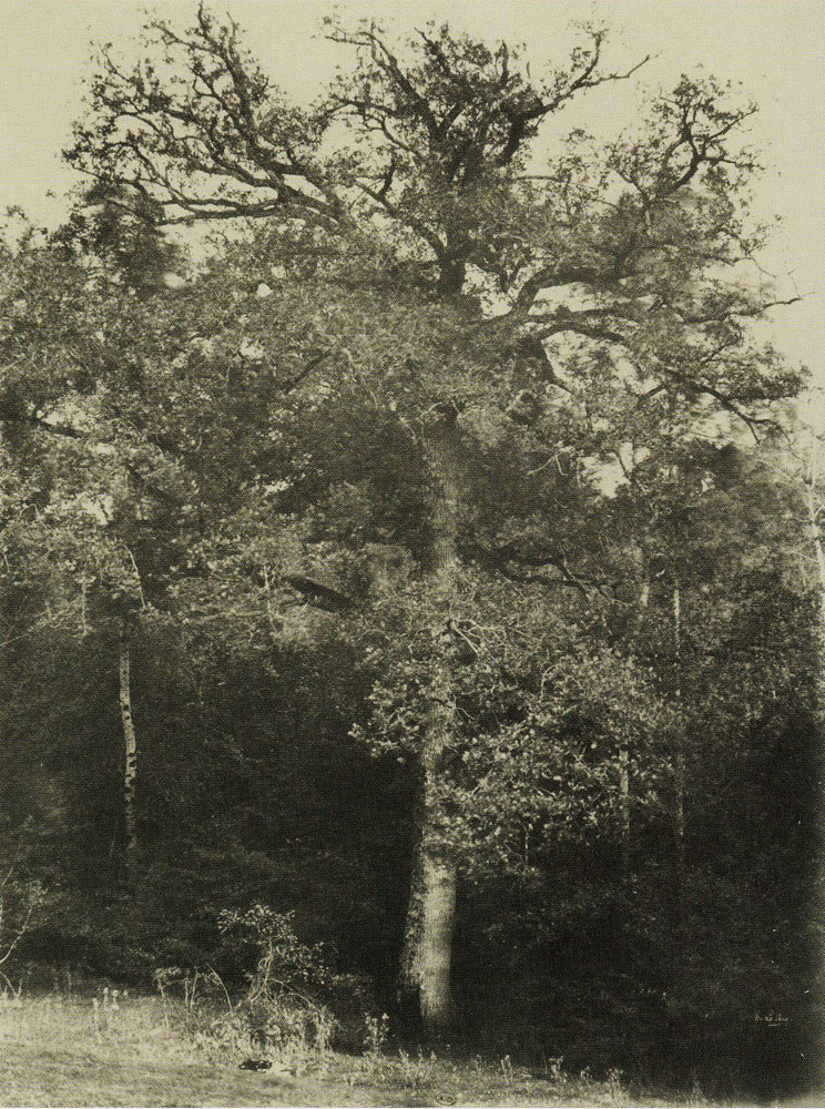 Henri Le Secq - Study of an Oak Tree