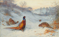 Archibald Thorburn Pheasant in the snow  