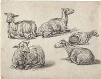 Aelbert Cuyp Five Stud­ies of Recum­bent Sheep
