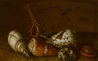 Balthasar van der Ast Shells on a Table