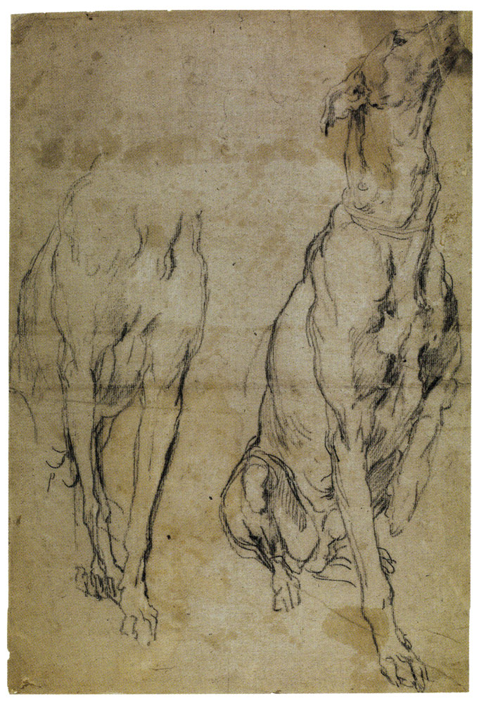 Anthony van Dyck - Two studies of a Hound