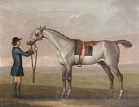 James Seymour A grey racehorse