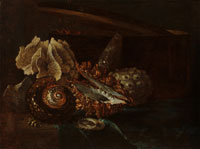 Willem Kalf Still Life with Shells and Coral
