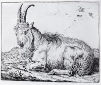 Jacob Gerritsz. Cuyp Goat