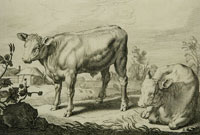 Reinier van Persijn after Jacob Gerritsz. Cuyp Two Oxen