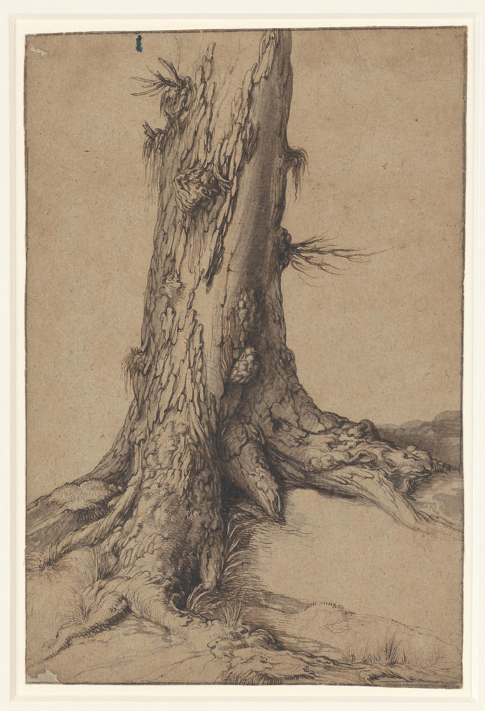 Jacques de Gheyn - Study of a Tree trunk